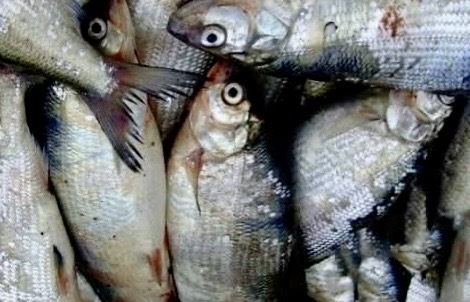 «Սիգ» տեսակի ձուկ