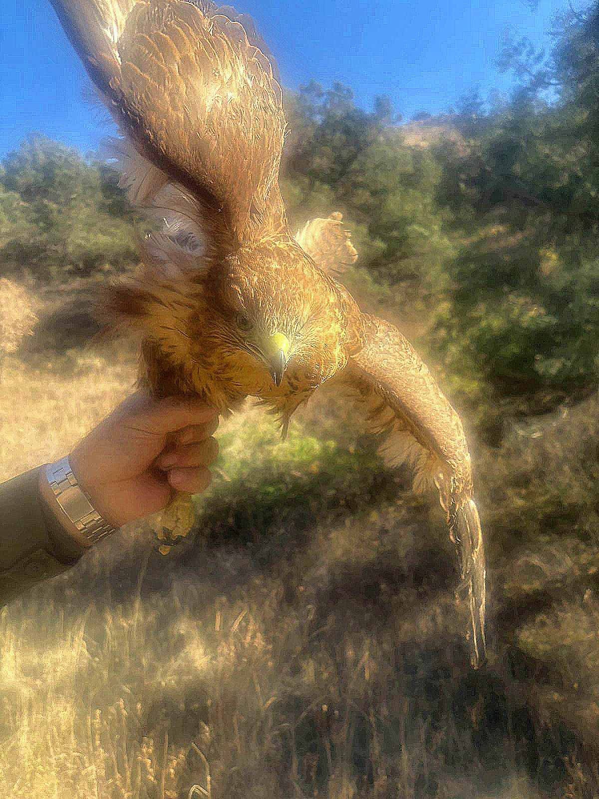 «Ճուռակ» տեսակի թռչուն