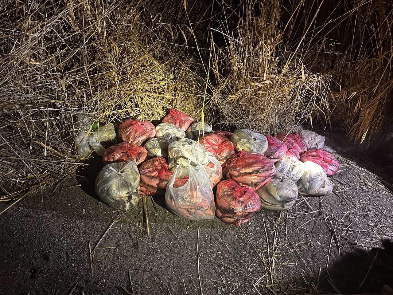 «Սիգ» տեսակի ձուկ